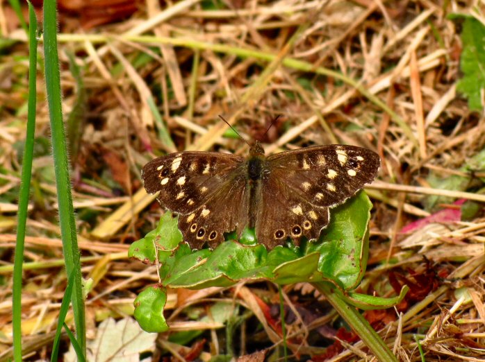 Speckled Wood, Whitsand Bay, Cornwall