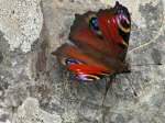 Peacock Butterfly, Rame Head
