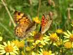 Wall Brown and a Small Copper