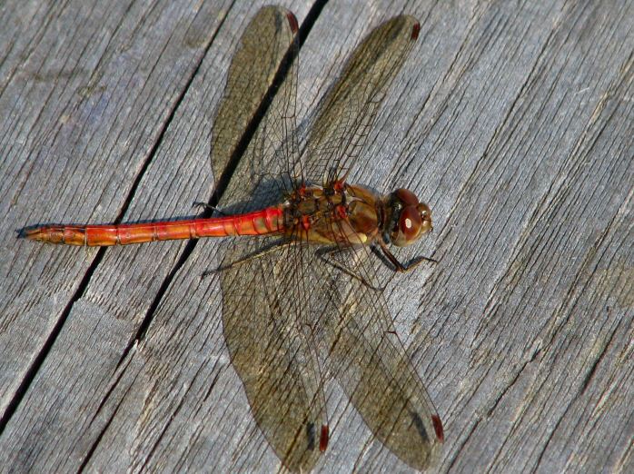 Common Darter, Dragonfly, Slapton Ley