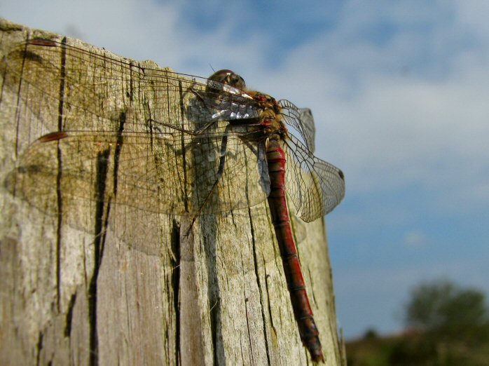Common Darter, Dragonfly, Slapton Ley