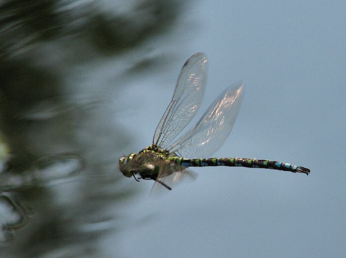 Southern Hawker, Cotehele Gardens