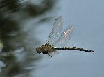 Dragonflies Menu