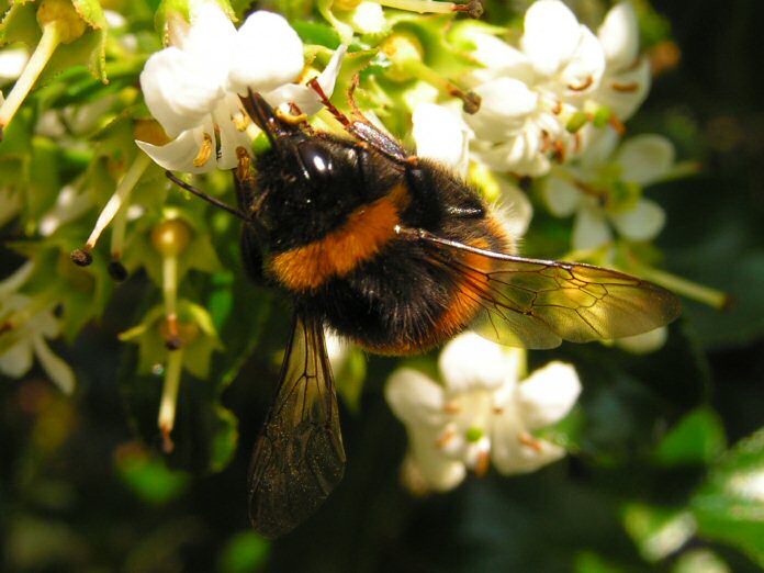 Bee, Cotehele Gardens