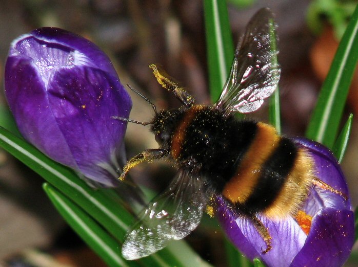 Bee, Cotehele Gardens
