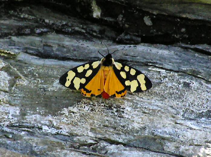 Cream-Spot Tiger, Glebe Cliffs