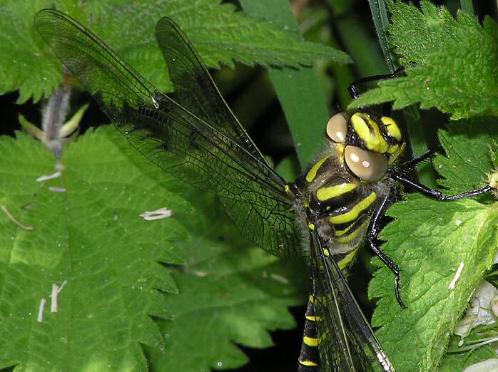 Golden-ringed Dragonfly, Slapton Ley