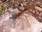 Common Darter Dragonfly, Slapton Ley
