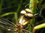 Golden-ringed Dragonfly - Slapton Ley