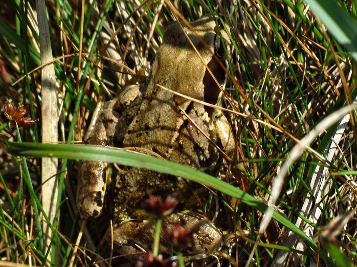 Common Frog - Grebe Cliffs, N. Cornwall