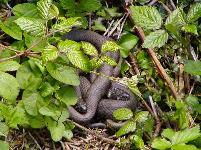 Grass Snakes - Slapton Ley