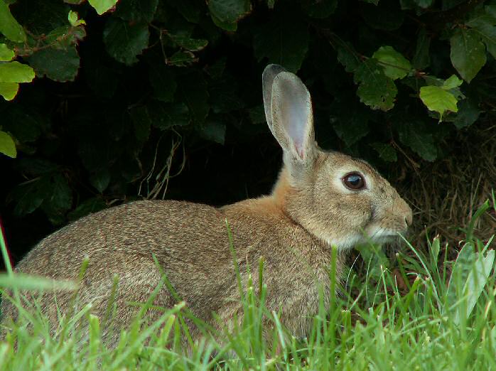 Rabbit, Brentor