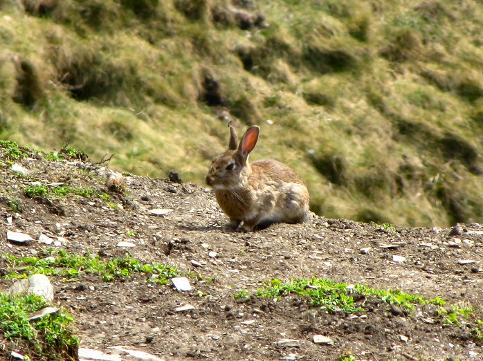 Rabbit, Penhallic Point