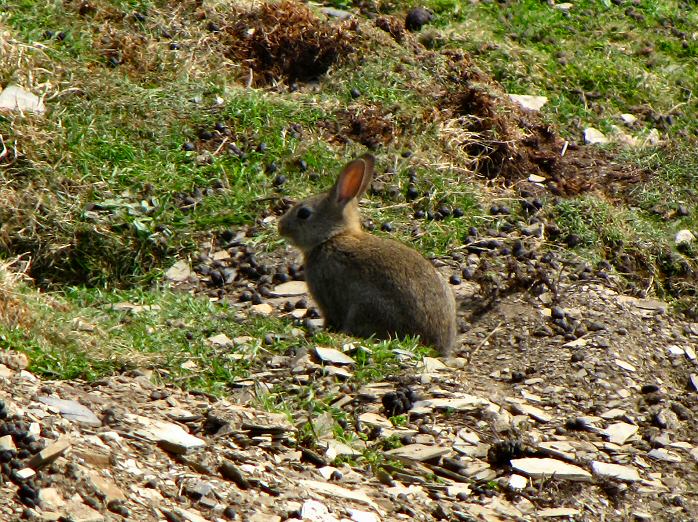 Rabbit, Penhallic Point