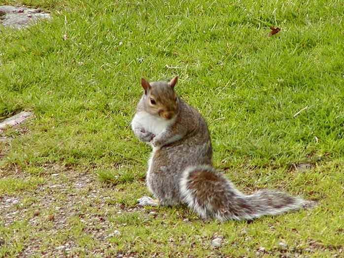 Squirrel, Burrator