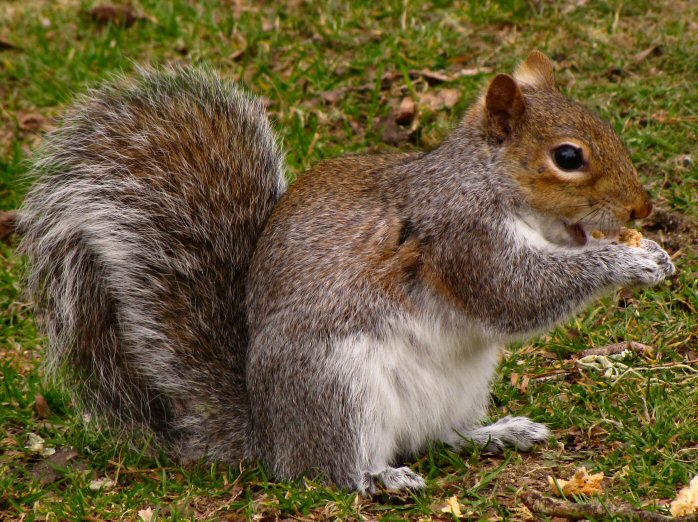 Squirrel, Burrator
