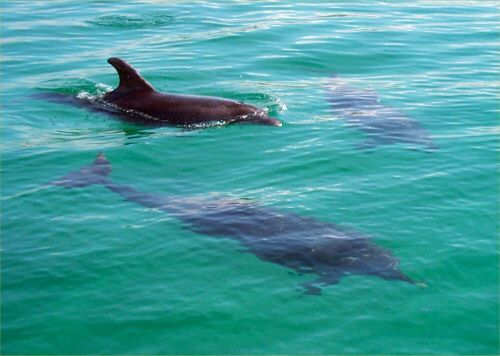 Cornish Dolphins