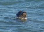 Seal, Harlyn Bay