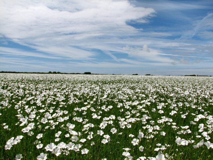 Field of Flowers, South Devon